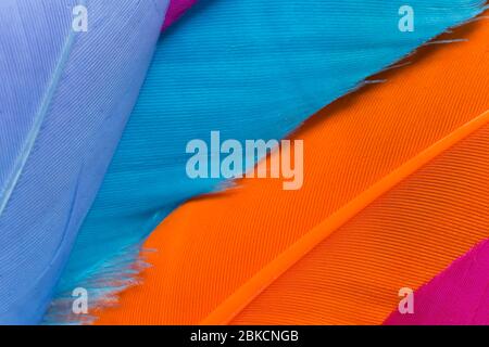 Piume colorate texture close up Foto Stock