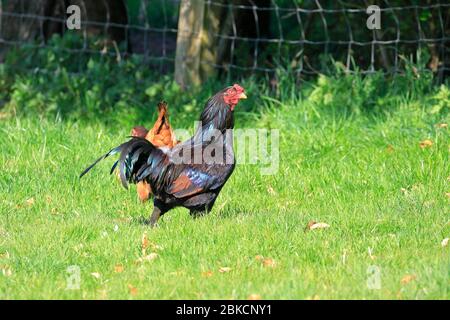 Gallina e gallina in un campo nello Yorkshire occidentale, Inghilterra, Regno Unito. Foto Stock