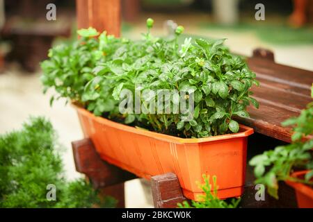 Giovani germogli freschi di acqua potabile Cress crescere al chiuso su cucina finestra-davanzale. Morbida tenda bianca di giorno sullo sfondo. Giardinaggio pianta sana basata dieta alimentare Garnish Microgreens. Foto Stock