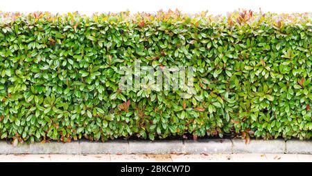Verde cespuglio siepe lungo bordo orizzontale senza giunture. Photinia fraseri piante fila isolato su bianco. Foto Stock