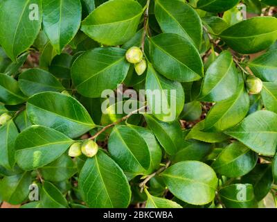 Camellia japonica gemme e foglie sfondo. Giapponese tsubaki. Aspettative fiorenti per il futuro. Foto Stock