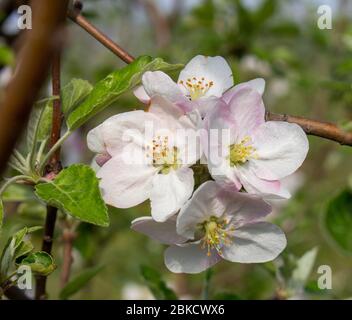 Fiori bellissimi sull'albero di mele, frutti fioriti di mele in primavera. Foto Stock