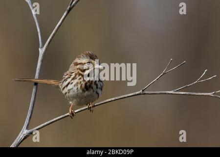 Canzone passero (Melospiza melodia) in primavera Foto Stock