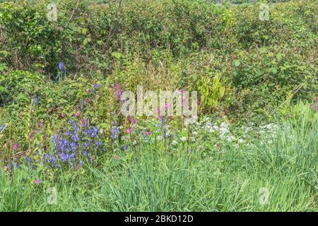 Erba lungo la strada verga con Red Campion / Silene dioica e Bluebells / Hyacintoides non-scripta nel sole di maggio. Entrambi una volta usati in rimedi di erbe. Foto Stock