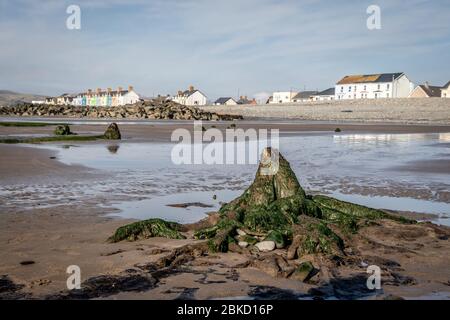 Foresta risalente al 4500 AC rivelato sulla spiaggia di Barth, Ceredigion, Galles, Regno Unito Foto Stock