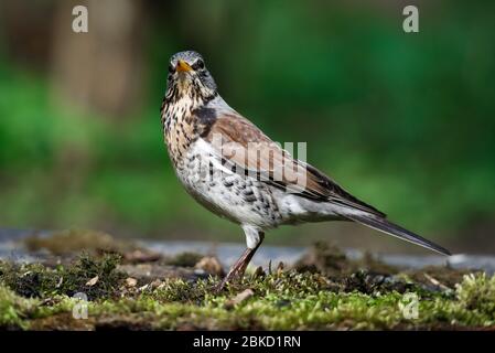 Brivido il Fieldfare vicino all'acqua in primavera contro lo sfondo della vegetazione verde Foto Stock