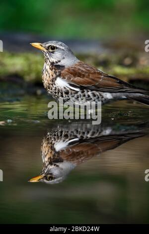 Brivido il Fieldfare vicino all'acqua in primavera contro lo sfondo della vegetazione verde Foto Stock