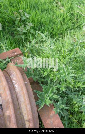 Spar Thistle / Cirsium vulgare in sole, coltivando accanto a un pezzo di macchinari agricoli. Il thistle della lancia è erbaccia agroculturale comune. Foto Stock