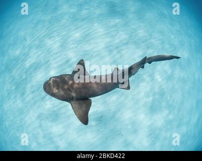 Squalo nuda che nuota sulla sabbia, Bahamas. Foto Stock