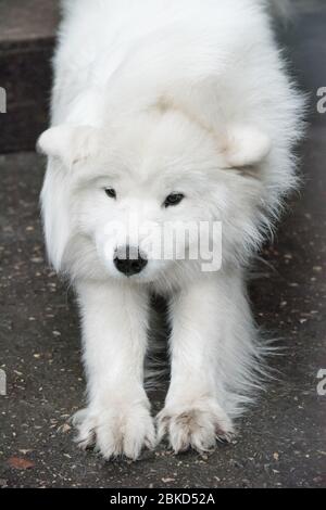 Samoyed grande soffice cane felice dopo aver sparato la lana Foto Stock