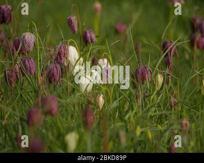 Fritillaria Meleagris, serpenti testa Fritillary che cresce in prato in giardino selvaggio utilizzando la piantagione naturale Foto Stock