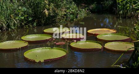 Lily PADS Arboretum, Dallas, Texas Foto Stock