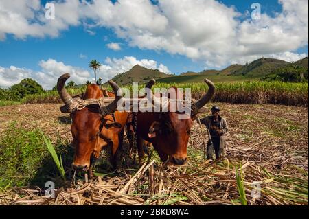 Raccolto di canna da zucchero nella Repubblica Dominicana. Il driver di haitiani aziona un bastone con uno stimolo, un carro trainato da bufali. immagine agricola Foto Stock