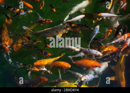 Massa di pesci d'oro (Carassius auratus) Foto Stock