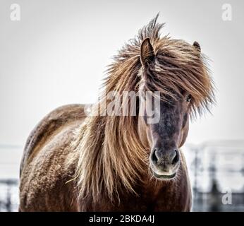 Cavallo islandese, primo piano, Manitoba, Canada. Foto Stock