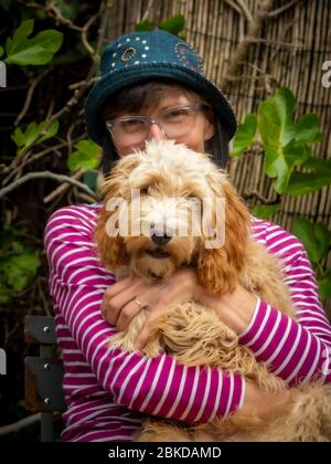 Donna seduta su sedia in giardino coccole shaggy cockapoo cane Foto Stock