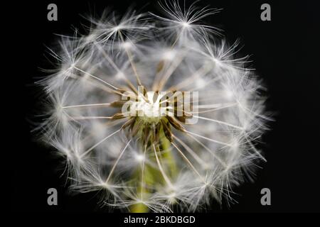 Vista ravvicinata della testa di semi del dente di leone (Taraxacum officinale) con semi parzialmente dispersi, in un giardino è Surrey, Inghilterra sud-orientale Foto Stock