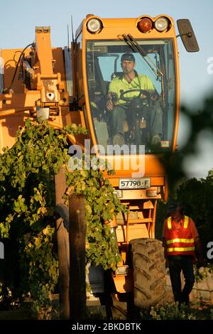 La vendemmiatrice meccanica raccoglie le uve Merlot in un vigneto australiano. Foto Stock