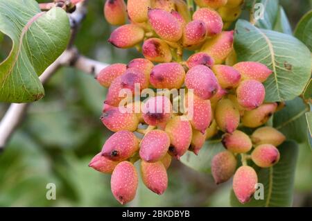 Primo piano di pistacchi maturati su albero, il guscio è ancora umido in questa fase, ma presto inizierà ad asciugarsi e indurirsi. Foto Stock