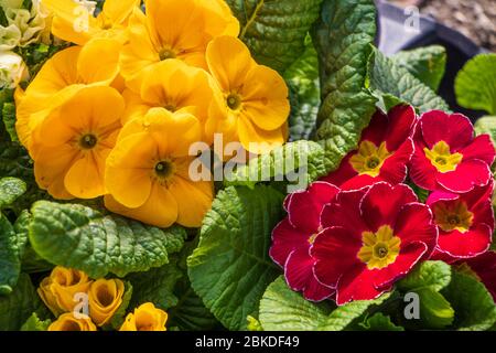 Piante di primaverile gialle e rosse, allegre e luminose, pronte per essere piantate nel giardino di primavera Foto Stock