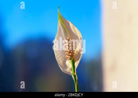 Zantedeschia impressionante fiore bianco chiamato Calla Lily Foto Stock