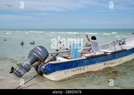 Pescatore ripulendo il pescato del giorno e gettando i resti nel mare dove pellicani e gabbiani aspettano di approfittare dei avanzi. Foto Stock