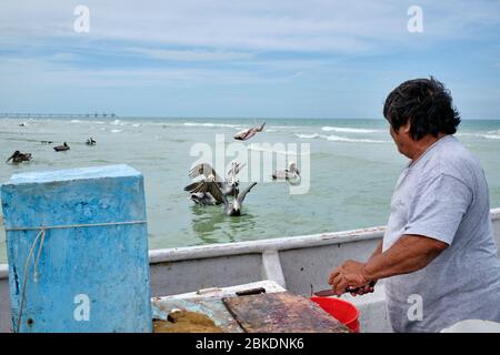 Pescatore ripulendo il pescato del giorno e gettando i resti nel mare dove pellicani e gabbiani aspettano di approfittare dei avanzi. Foto Stock