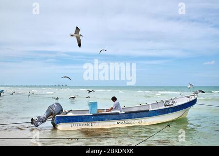 Pescatore ripulendo il pescato del giorno e gettando i resti nel mare dove pellicani e gabbiani aspettano di approfittare dei avanzi. Foto Stock