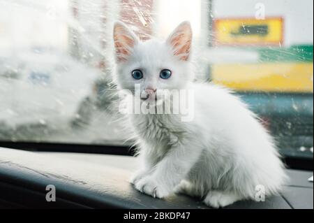 Primo piano di White Kitten con occhi blu seduti in auto. Gatto della foresta siberiana, gattino. Foto Stock