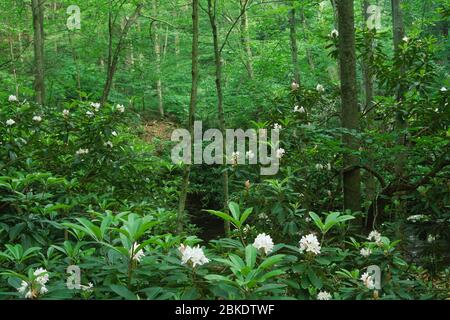 Rhodendron nella foresta di Dingmans Creek, Delaware Water Gap National Recreation Area, Pennsylvania Foto Stock