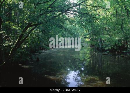 Goodson Lake, Francis Beidler Sanctuary, Carolina del Sud Foto Stock