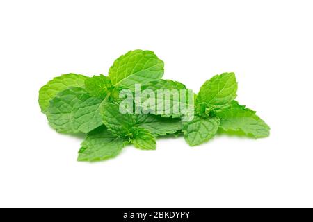 Foglie di menta grezza organica o mentolo su sfondo bianco isolato con percorso di ritaglio. Menta fresca o menta piperita hanno buon odore e aromatica per la cottura Foto Stock