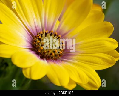 Bicolore giallo brillante primo piano di un tipo di margherita fiore (Oseoperumum ecklonis) mostrando anatomia fiore Foto Stock