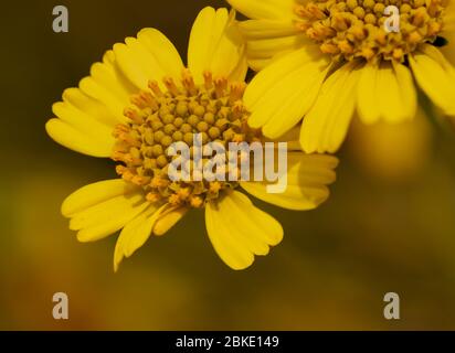 Giallo brillante primo piano di britlebush (Encelia farinosa) girasole wildflower Foto Stock