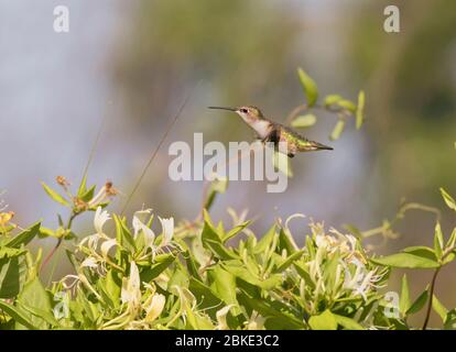 Sorvolando il fiore di honeysackle femmina di hummingbird con il colore rubino Foto Stock