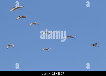 Il gregge di ibises bianchi americani volanti (Eudocimus albus) Foto Stock