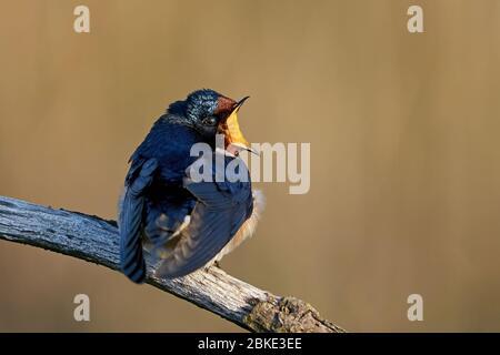 Fienile inghiottire nel suo habitat in Danimarca Foto Stock