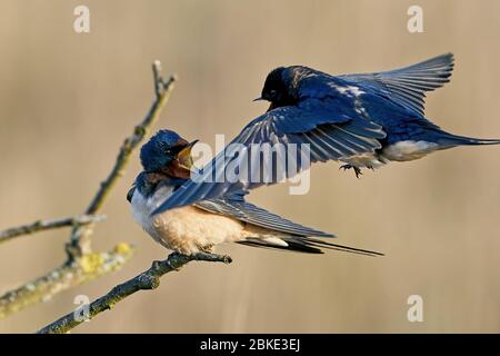 Fienile inghiottire nel suo habitat in Danimarca Foto Stock