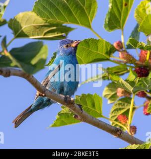 Pungendo di Indigo maschio (Passerina cianea)alimentando sull'albero del Mulberry, Galveston, Texas, Stati Uniti Foto Stock