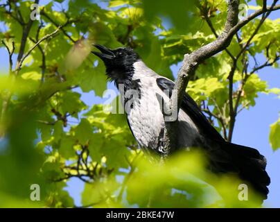 Berlino, Germania. 28 Aprile 2020. Un corvo con cappuccio grigio-nero, appartenente alla famiglia degli uccelli corvini, si trova in un acero. Credit: Jens Kalaene/dpa-Zentralbild/ZB/dpa/Alamy Live News Foto Stock