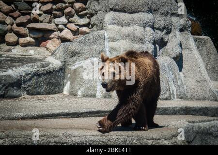 orso marrone che cammina all'aperto. La vita selvaggia in Europa Foto Stock