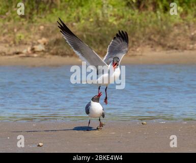 Il rituale di corteggiamento dei gabbiani ridenti (Leucophaeus atricilla) Foto Stock