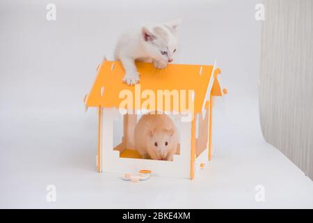 Gatto e mouse. Tom e Jerry. Gattino custodisce un grande mouse in una casa gialla su sfondo bianco Foto Stock