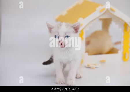 Gatto e mouse. Tom e Jerry. Gattino custodisce un grande mouse in una casa gialla su sfondo bianco Foto Stock