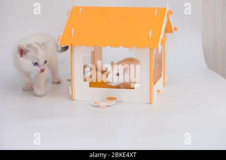 Gatto e mouse. Tom e Jerry. Gattino custodisce un grande mouse in una casa gialla su sfondo bianco Foto Stock