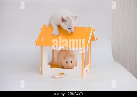 Gatto e mouse. Tom e Jerry. Gattino custodisce un grande mouse in una casa gialla su sfondo bianco Foto Stock