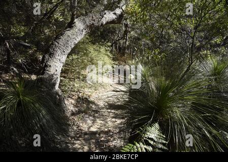 Sentiero a piedi nel Parco Nazionale di Noosa, Queensland, Australia Foto Stock