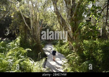 Sentiero a piedi nel Parco Nazionale di Noosa, Queensland, Australia Foto Stock