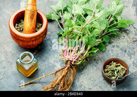 Cespuglio di balsamo fresco al limone, foglie di melissa essiccate e tintura medicinale. Erbe medicinali. Foto Stock