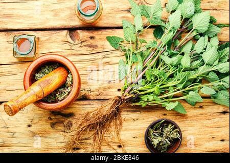 Cespuglio di balsamo fresco al limone, foglie di melissa essiccate e tintura medicinale. Erbe medicinali. Foto Stock